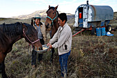 Sheepherders feeding once wild horses that now work alongside the ranch hands on the Wyoming ranges; Savery, Wyoming, United States of America