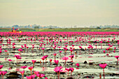 Pink water lilies (Nymphaeaceae) blooming on the lake with travelers on a boat tour enjoying the view in the distance; Red Lotus Lake, Chiang Haeo, Thailand