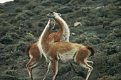 A pair of guanacos in Torres del Paine National Park.; Torres del Paine, Chile.