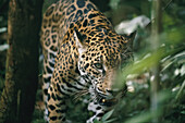 A portrait of a captive leopard.; Belize.