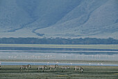 Zebras and pink flamingos, Ngorongoro Crater, Tanzania.; NGORONGORO CRATER, TANZANIA.