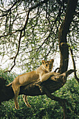 Ein Löwe (Panthera leo) entspannt sich auf einem Ast; LAKE MANYARA NATIONAL PARK, TANZANIA.