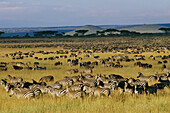 Zebra- und Gnuherden in der Serengeti; Serengeti National Park, Tansania, Afrika.