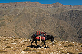 Ein internationales Expeditionsteam von Höhlenforschern wird auf Eseln durch Usbekistans Boysuntov-Gebirge transportiert; Usbekistan.