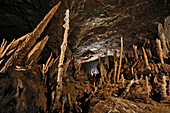 Große, schiefe Stalagmiten in der Drunken Forest Cave; Gunung Mulu National Park, Sarawak, Borneo, Malaysia.