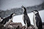Three chinstrap penguins (Pygoscelis antarcticus) nesting on the rocks on Antarctica's Shetland Islands; Antarctica