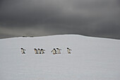 Eine Gruppe von Eselspinguinen (Pygoscelis papua) bahnt sich ihren Weg durch die schneebedeckte Landschaft unter einem stürmischen Himmel auf Booth Island; Antarktis