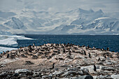 Eselspinguin (Pygoscelis Papua) Kolonie auf Cuverville Island in der Antarktis; Antarktis