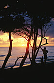Mann und Surfbrett bei Sonnenaufgang, Cabarete, Dominikanische Republik; CABARETE, DOMINIKANISCHE REPUBLIK.