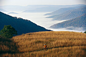 Ein Radfahrer fährt auf einer Wiese über einem nebelumhüllten Tal; Pocahantas County, West Virginia.