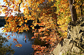 A fifteen year old paddles his SUP through brilliant Fall foliage on the Widewater section of the Chesapeake And Ohio Canal.; Potomac, Maryland.