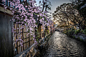 Kirschblüten entlang des Shirakawa-Kanals in Kyotos Gion-Viertel, einem historischen Teil der Stadt, in dem die traditionelle Geisha-Kultur zu Hause ist. Shirakawa, auch bekannt als Shinbashi, ist einer der schönsten Orte, um die Kirschblüten zu bewundern, die normalerweise Ende März zu blühen beginnen; Kyoto, Japan