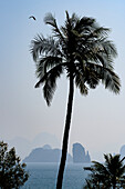 Palm tree, bird and karst formations show tropical beauty in Phang nga Bay; Thailand