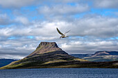 Arctic Tern (Sterna paradisaea) flying over the Atlantic Ocean at Vigur Island with a flat-topped mountain peak in the background. Located just south of the Arctic Circle, the island is famous for its enormous colony of birdlife; Vigur Island, Isafjardardjup Bay, Iceland
