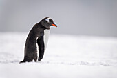 Portrait of a gentoo penguin (Pygoscelis papua) standing in the snow, lowering head; Cuverville Island, Antarctica