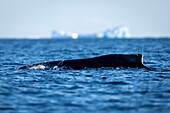 Humpback whale (Megaptera novaeangliae) surfaces by iceberg in sunshine off Enterprise Island; Wilhelmina Bay, Antarctica