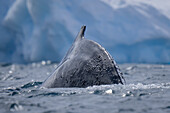 Detail eines Buckelwals (Megaptera novaeangliae) beim Auftauchen in der Nähe eines Eisbergs im Sonnenschein vor Enterprise Island; Wilhelmina Bay, Antarktis