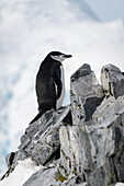 Portrait of a chinstrap penguin (Pygoscelis antarcticus) standing on rocky cliff, facing right; Orne Harbour, Antarctica