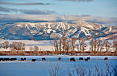 Kühe grasen auf einem schneebedeckten Feld mit der Steamboat Springs Ski Area im Hintergrund; Steamboat Springs, Colorado, Vereinigte Staaten von Amerika