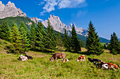 Cows grazing in the grassy mountainside in the Primiero Valley with the rocky peaks of the Pale di San Martino (Pala Group) at San Martino di Castrozza  of the Trentino Province rising in the background against a blue sky; Trentino-Alto Adige, Dolomites, Italy