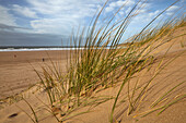 Nahaufnahme von Sanddünen und Dünengras (Ammophila) am Strand von Woolacombe in North Devon; Devon, England, Großbritannien