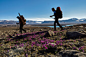 Teammitglieder einer Expedition zum Klimawandel in Grönland wandern durch das Vandredalen, ein riesiges offenes Tal, das viel größer ist als das Grottedalen, um das Höhlental zu erkunden. Wilde rosa Blumen wachsen aus Moosen auf dem Boden; Grönland