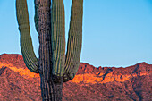 Nahaufnahme eines Saguaro-Kaktus (Carnegiea gigantea) mit dem goldenen Sonnenlicht der Dämmerung, das einen orangen Farbton auf die Berge im Hintergrund unter blauem Himmel wirft; Phoenix, Arizona, Vereinigte Staaten von Amerika