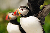 Atlantic puffins up close.  One is about to fly away.; Machias Seal Island, Maine.
