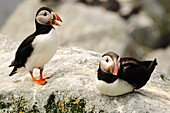 Two Atlantic puffins on a rock.  One is calling.; Machias Seal Island, Maine.