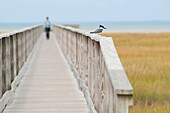 A female belted kingfisher on a boardwalk railing.; Yarmouth, Cape Cod, Massachusetts.