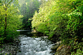 Blick auf den Laurel Creek an einem frühen Frühlingsmorgen; Laurel Creek, Great Smoky Mountains National Park, Tennessee.