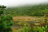 Pond and forest in Acadia National Park.; Acadia National Park, Mount Desert Island, Maine.