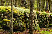 Forest view with old stone wall covered in moss and lichens.; Acadia National Park, Mount Desert Island, Maine.