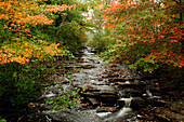 Scenic view of Duck Brook in the fall.; Acadia National Park, Mount Desert Island, Maine.