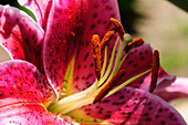 Close up of a stargazer lily, Lilium stargazer.; Lexington, Massachusetts.