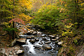 Der Little River rauscht durch einen herbstlich gefärbten Wald; Little River, Great Smoky Mountains National Park, Tennessee.