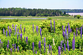 Blaue Lupinenblüten, Lupinus-Arten, an einem Straßenrand in der Nähe der Bay of Fundy; Mary's Point, Bay of Fundy, New Brunswick, Kanada.