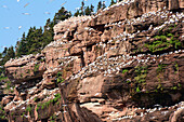 Brutkolonien von Basstölpeln und Muränen auf Bonaventure Island; Ile Bonaventure et du Rocher-Perce National Park, Bonaventure Island, Gaspe Halbinsel, Quebec, Kanada.