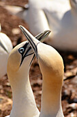 A pair of northern gannets bond with each other at their nest.; Ile Bonaventure et du Rocher-Perce National Park, Bonaventure Island, Gaspe Peninsula, Quebec, Canada.