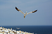 A northern gannet takes flight over a colony of nesting gannets on cliff edge.; Bonaventure Island, Quebec, Canada.