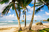 Palmen säumen einen Strand in Barbados; Bathsheba, Barbados