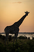 Südliche Giraffe (Giraffa giraffa angolensis) steht als Silhouette vor orangefarbenem Himmel im Chobe National Park; Botswana