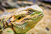 Close-up portrait of a Bearded dragon (Pogona sp.) in a zoo; Bangkok, Thailand