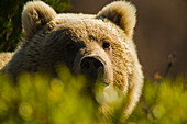 Portrait of a Siberian brown bear (Ursus arctos beringianus) in the sun; Kronotsky Zapovednik, Kamchatka, Russia