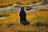 Siberian brown bear (Ursus arctos beringianus)standing on its hind legs in tundra; Kronotsky Zapovednik, Kamchatka, Russia