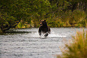 Kamchatka brown bear (Ursus arctos beringianus) chasing salmon in a stream; Kronotsky Zapovednik, Kamchatka, Russia