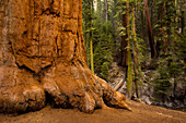Trunk of a Giant sequoia tree (Sequoiadendron giganteum), Sequoia National Park, California, USA; California, United States of America