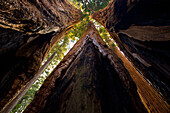 Stämme von Riesenmammutbäumen (Sequoiadendron giganteum) mit Blick auf die Baumkronen im Sequoia National Park, Kalifornien, USA; Kalifornien, Vereinigte Staaten von Amerika