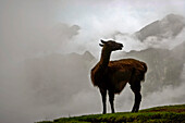 Llama (Lama glama) on cloud shrouded Machu Picchu; Machu Picchu, Peru