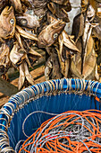 Codfish heads and fishing lines in the fishing village of Lovund; Lovund Island, Norway